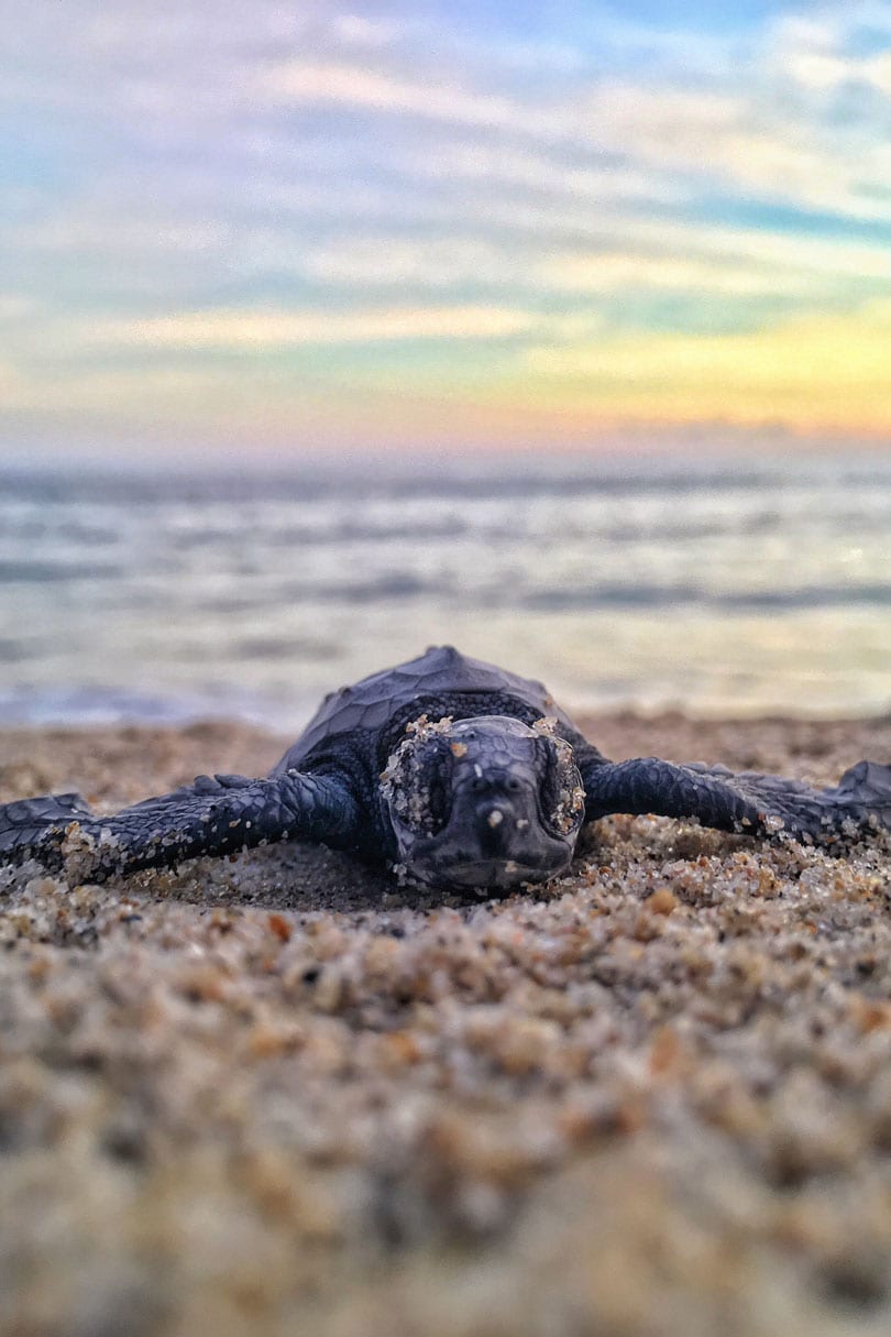 Baby Turtle