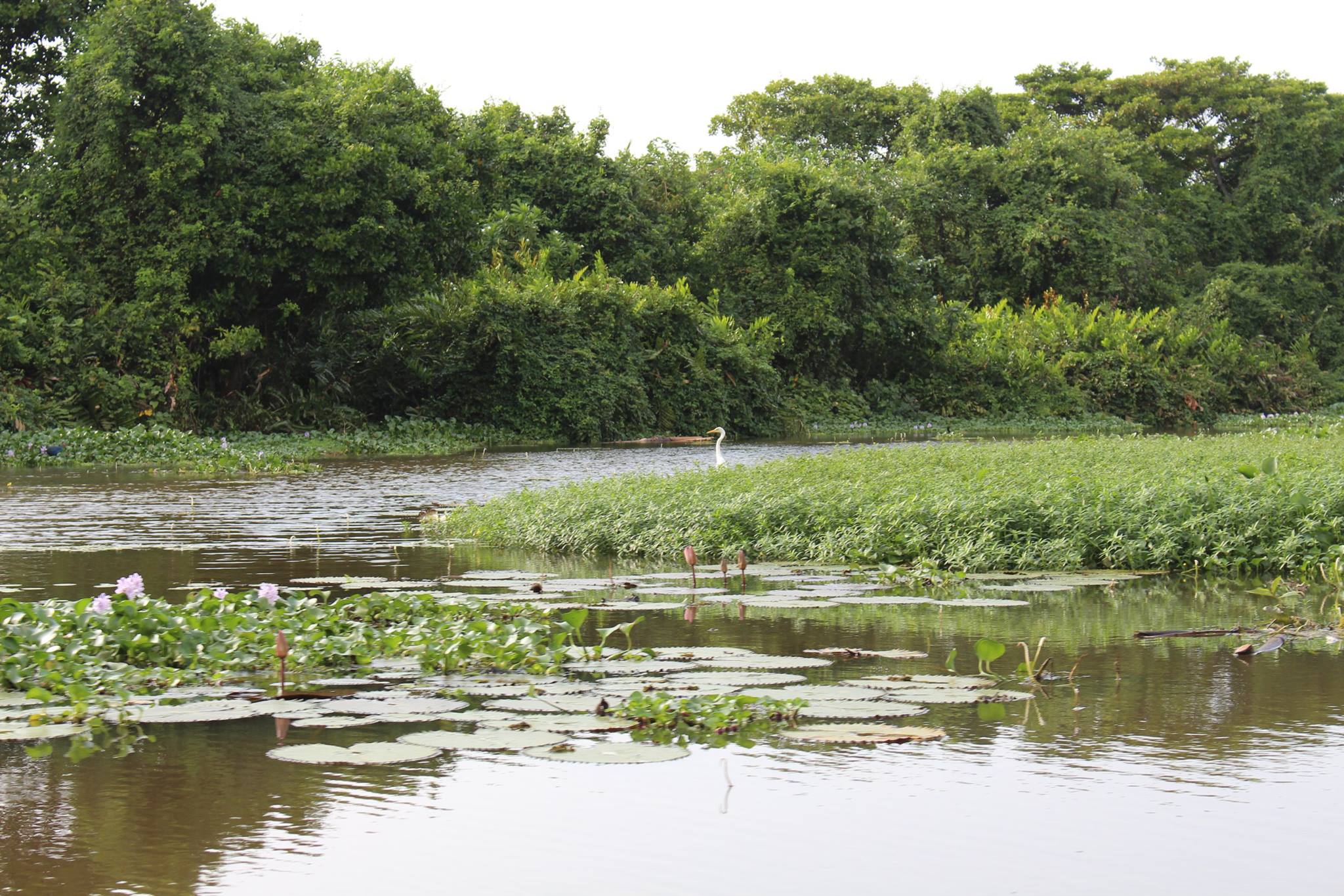 Negombo Lagoon