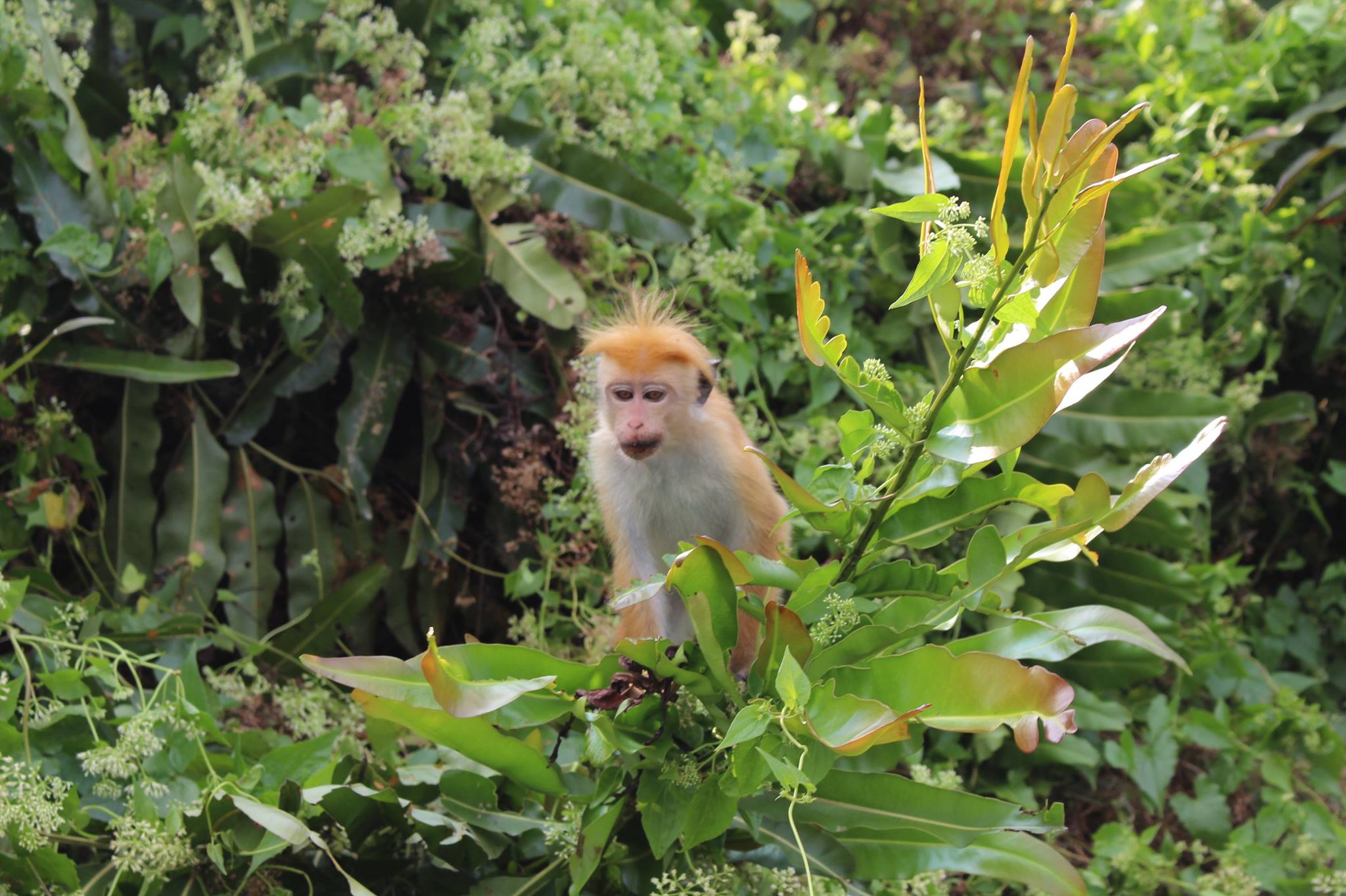 Lagoon monkey