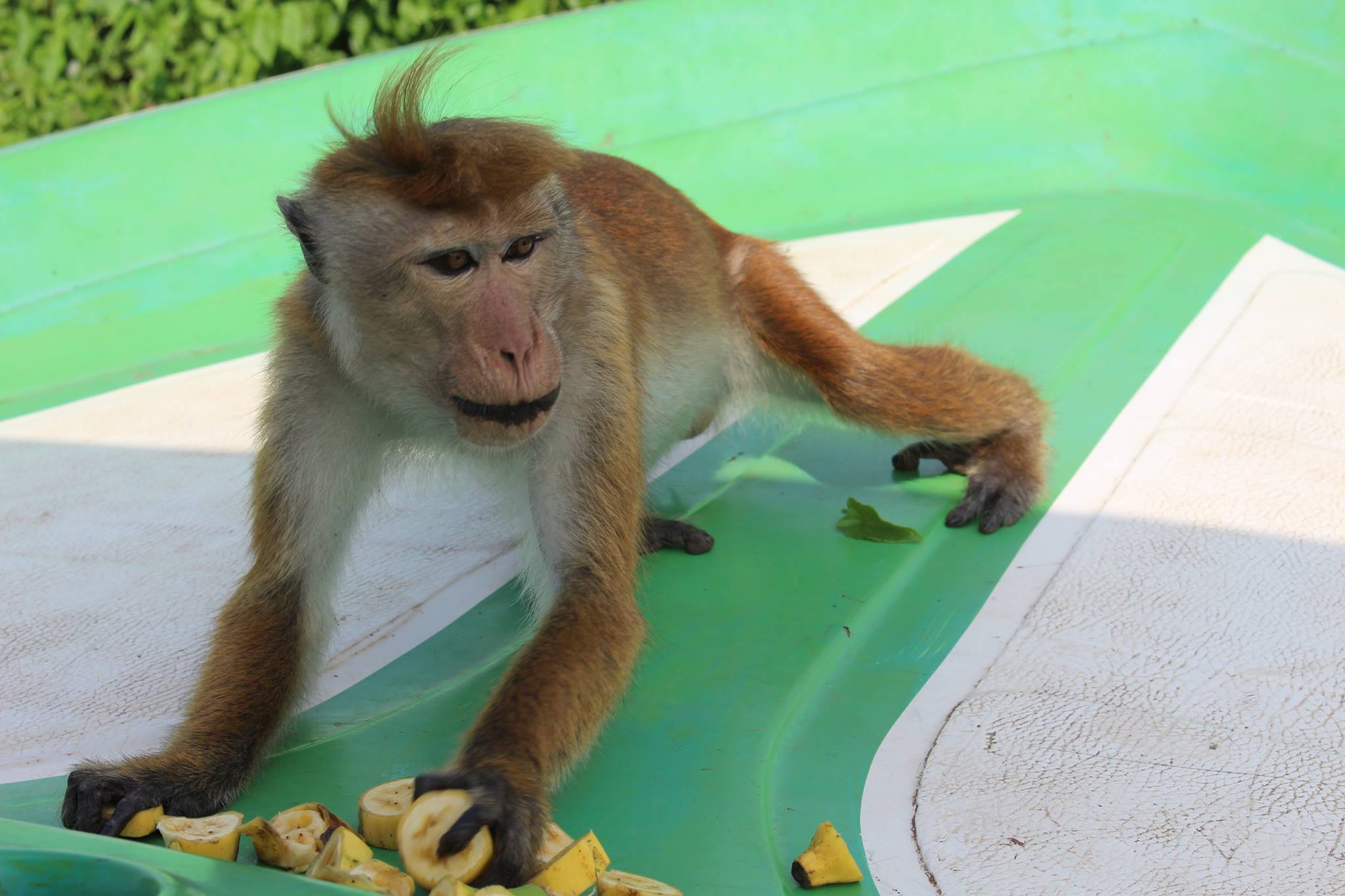 Lagoon monkey