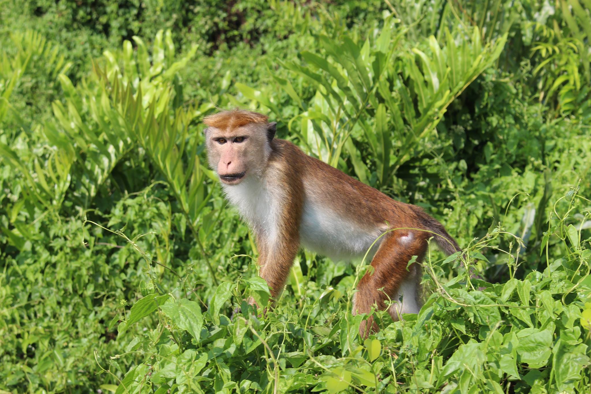 Lagoon monkey