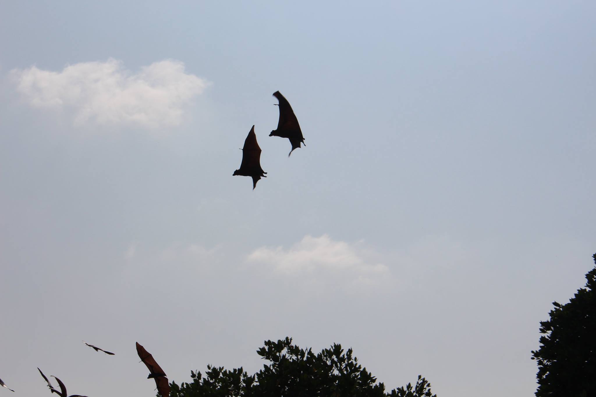 Lagoon Fruit Bats