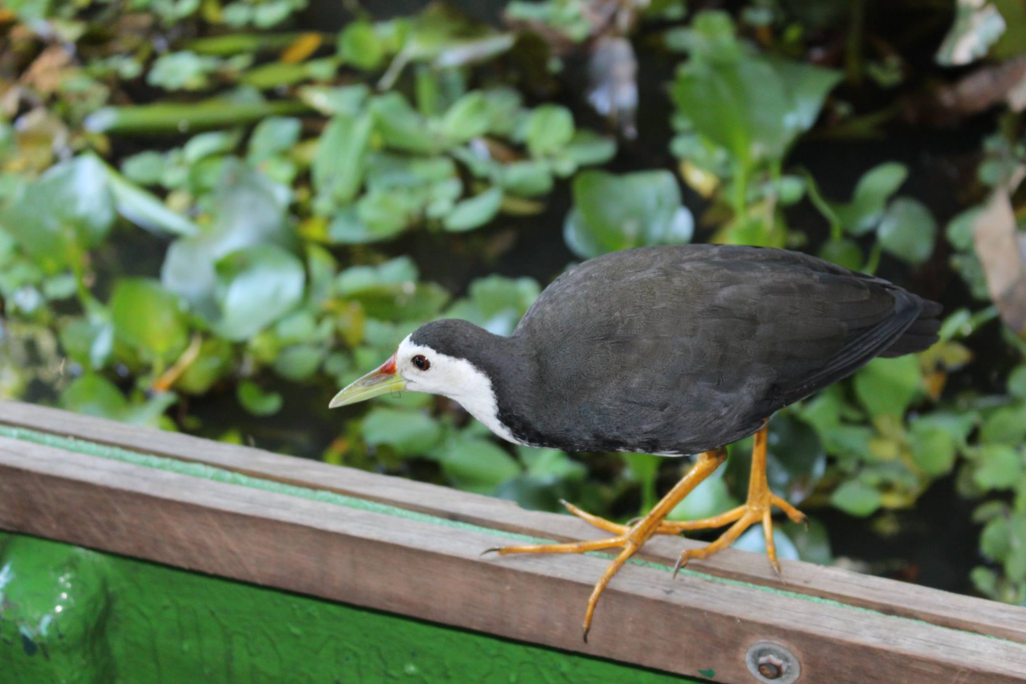 Water Hen